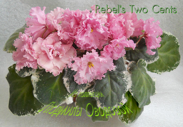 Rebel's Two Cents (R. Bann)