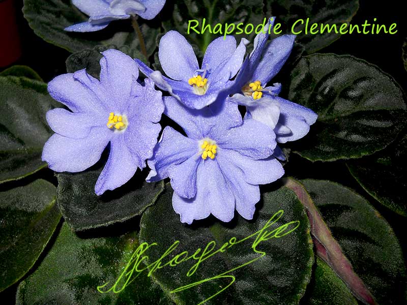 Rhapsodie Clementine (R.Holtkamp)