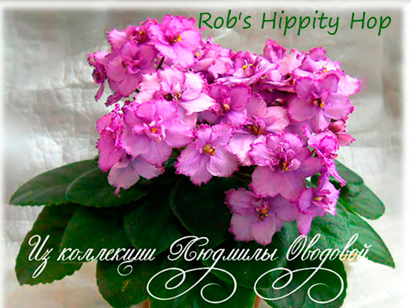 Rob's Hippity Hop (R.Robinson)