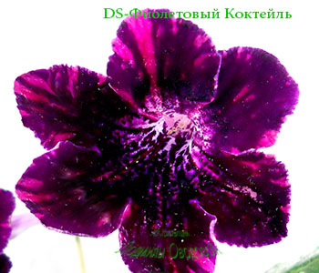 DS-Фиолетовый Коктейль 