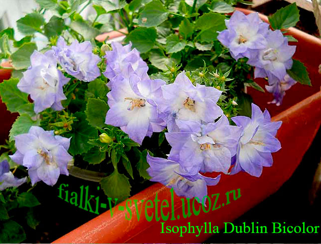 Isophylla Dublin Bicolor