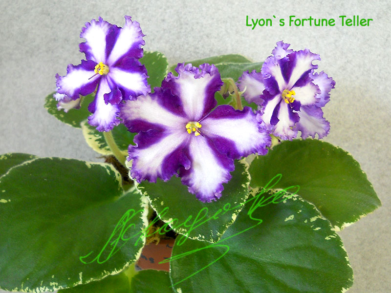Lyon's Fortune Teller (Lyndon Lyon Greenhouses/Sorano)