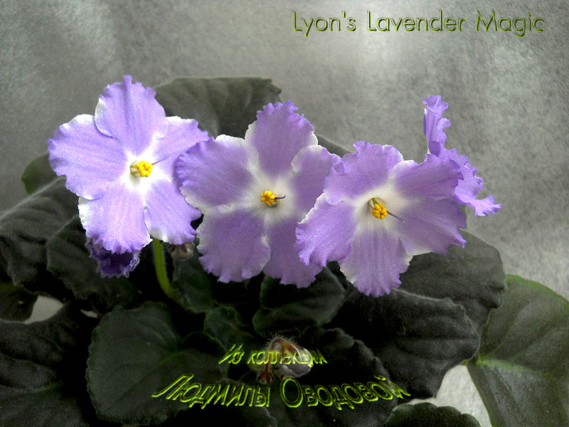Lyon's Lavender Magic (S.Sorano)