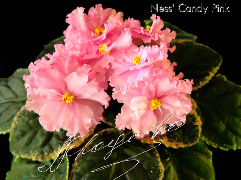 Ness' Candy Pink (D.Ness)