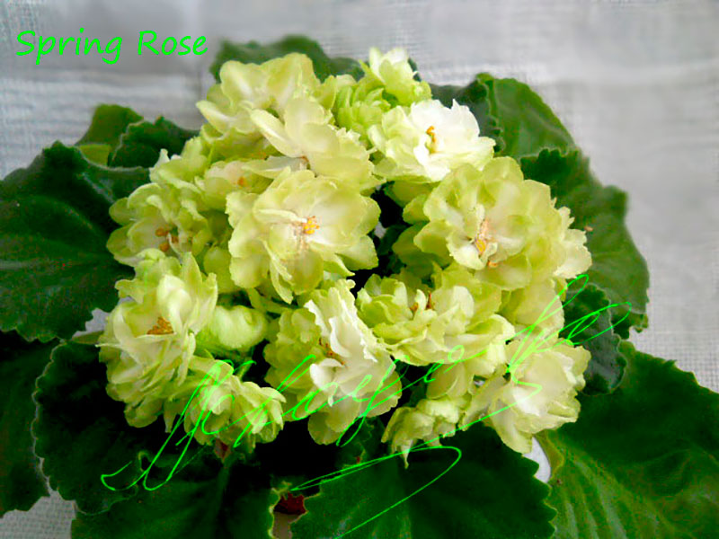 Spring Rose (Greenhouses/P. Sorano)